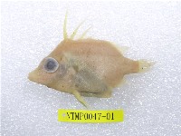 藏品(擬三棘魨)的圖片